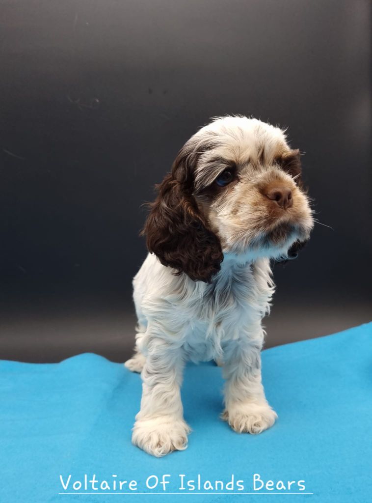of Islands Bears - Chiot disponible  - American Cocker Spaniel